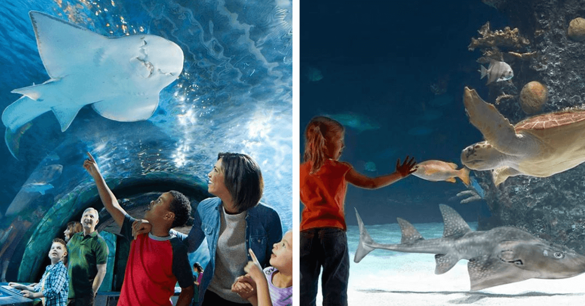 Newport Aquarium, Kids Things to Do in Cincinnati This Weekend